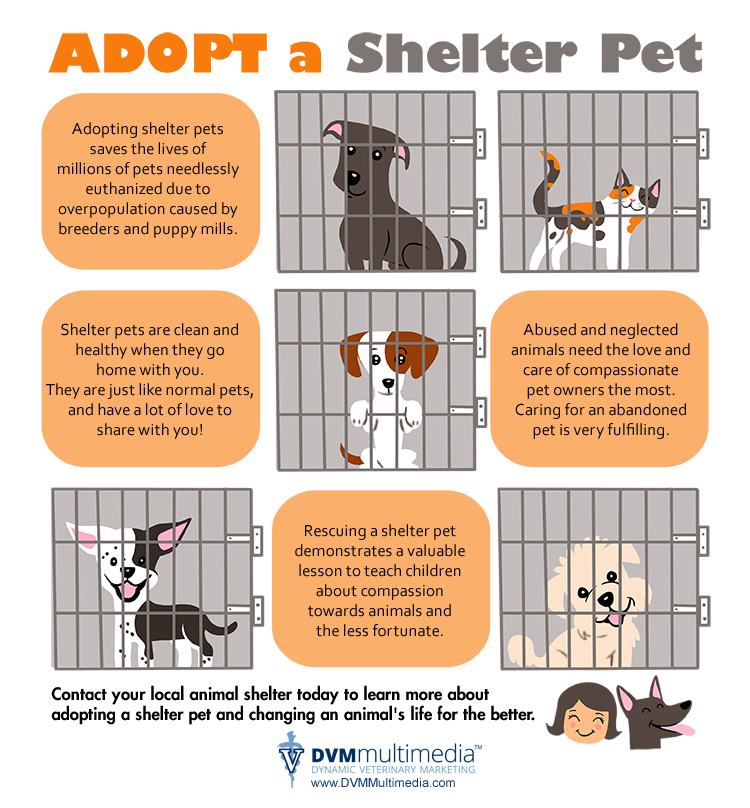 adopt-a-pet-info