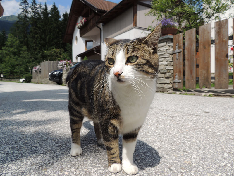 Preventative Medicine in Orange, TX Cypress Animal Clinic