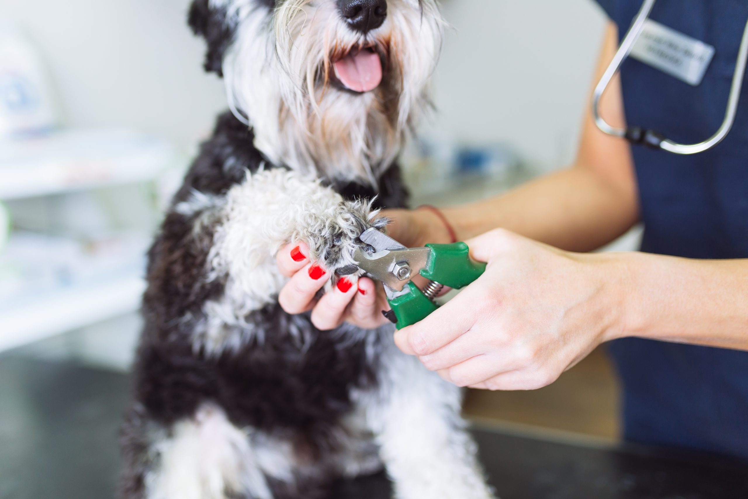 Safely-Trim-Your-Dog's-Nails