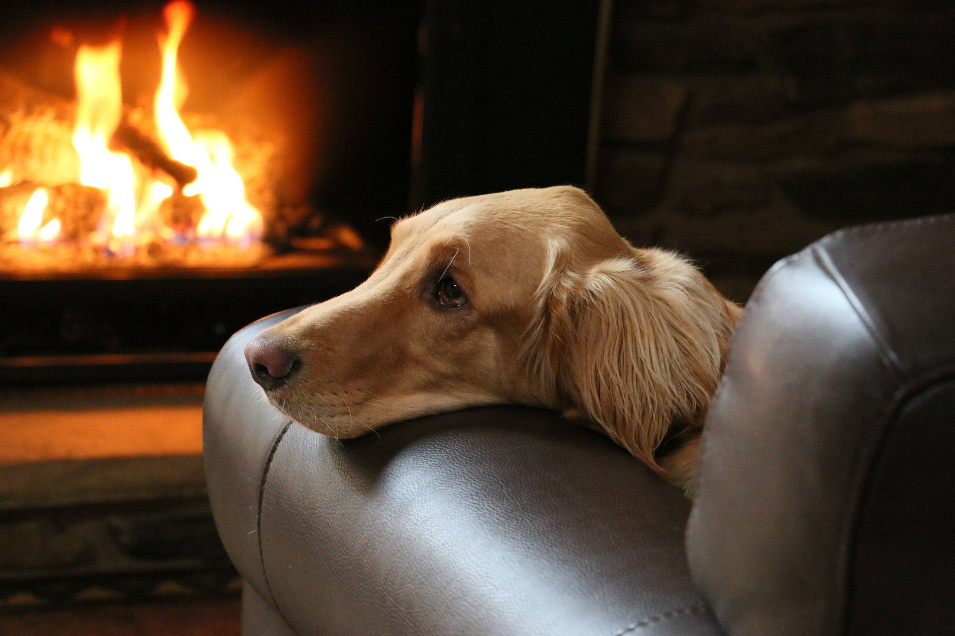 5 Winter Care Tips For Your Dog