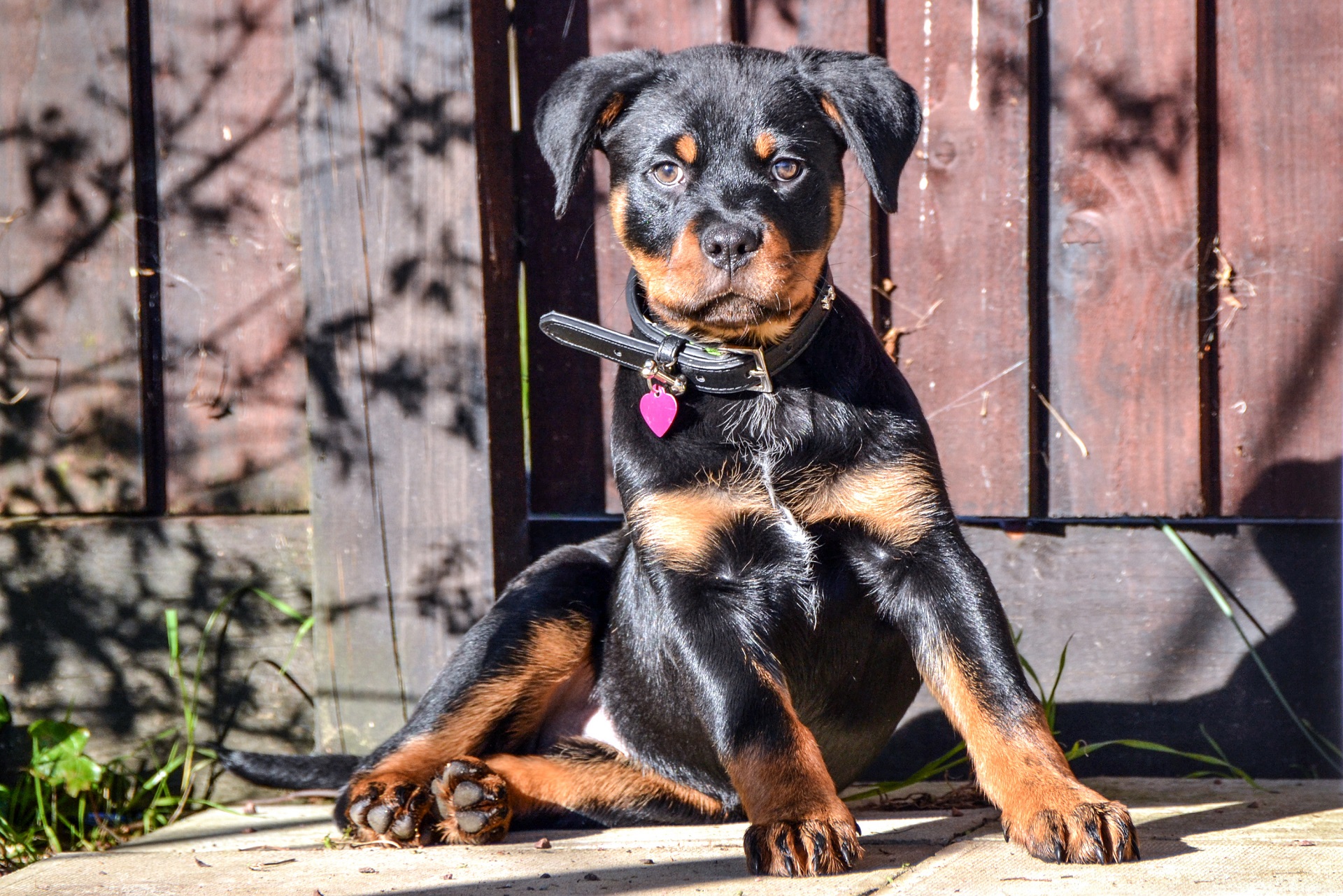 Puppies and Parvo What Every New Puppy Owner Should Know