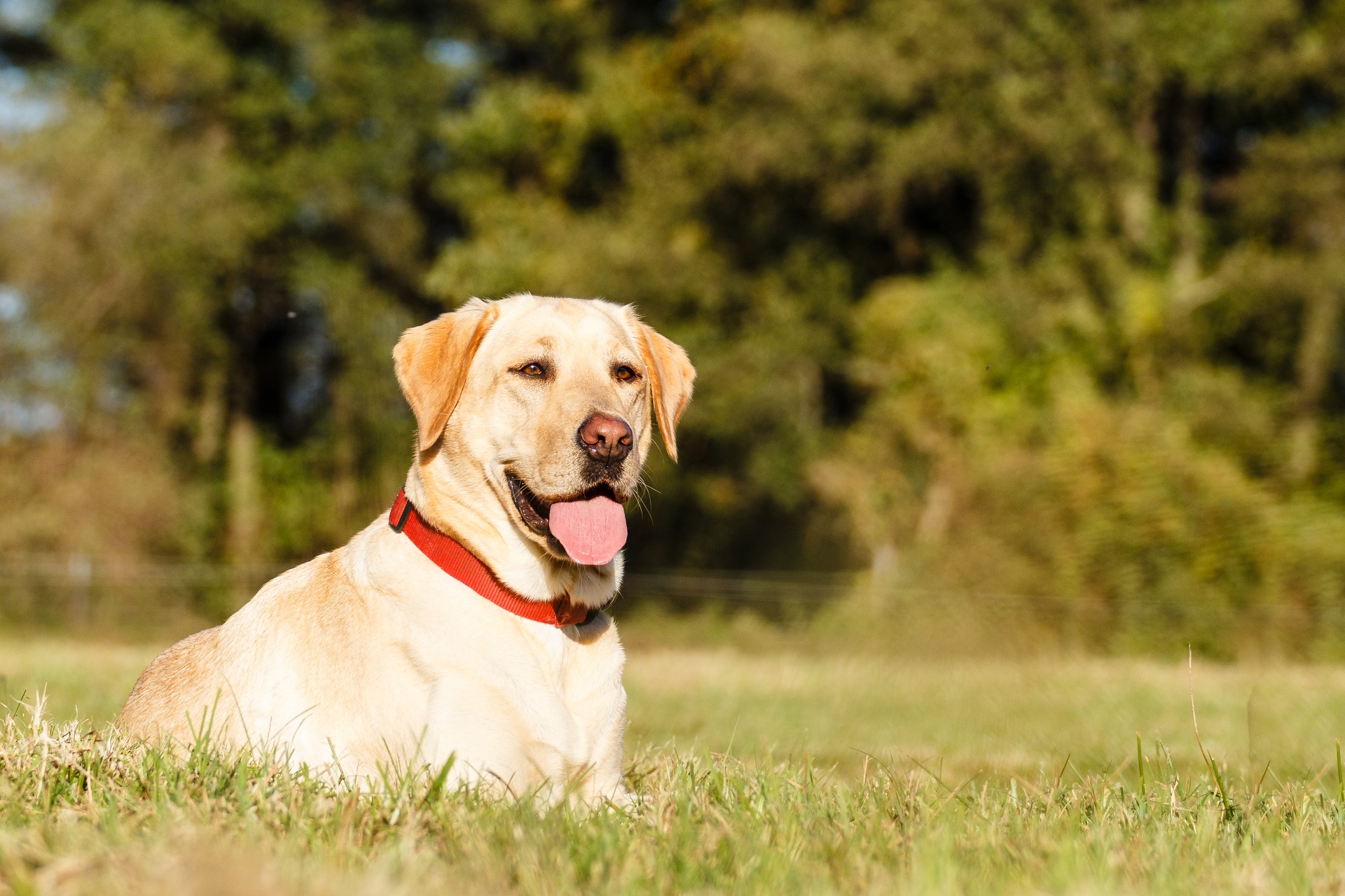 Warm Weather Pet Safety