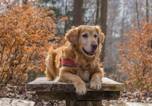 Fall Safety and Your Pet